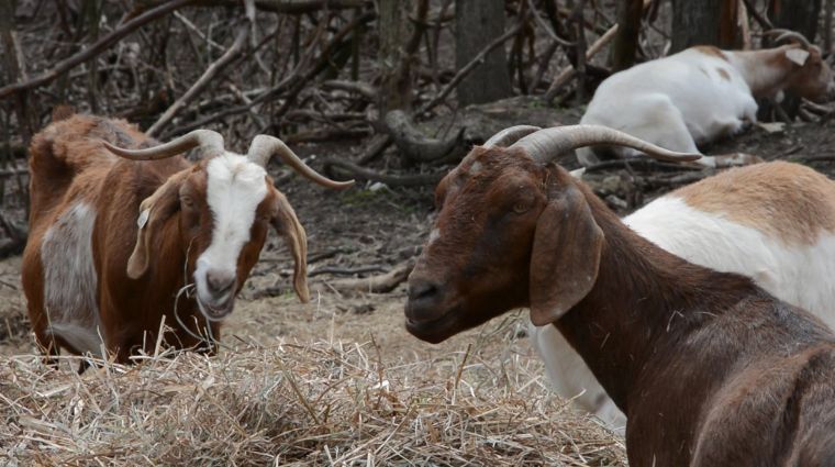 Garden goats